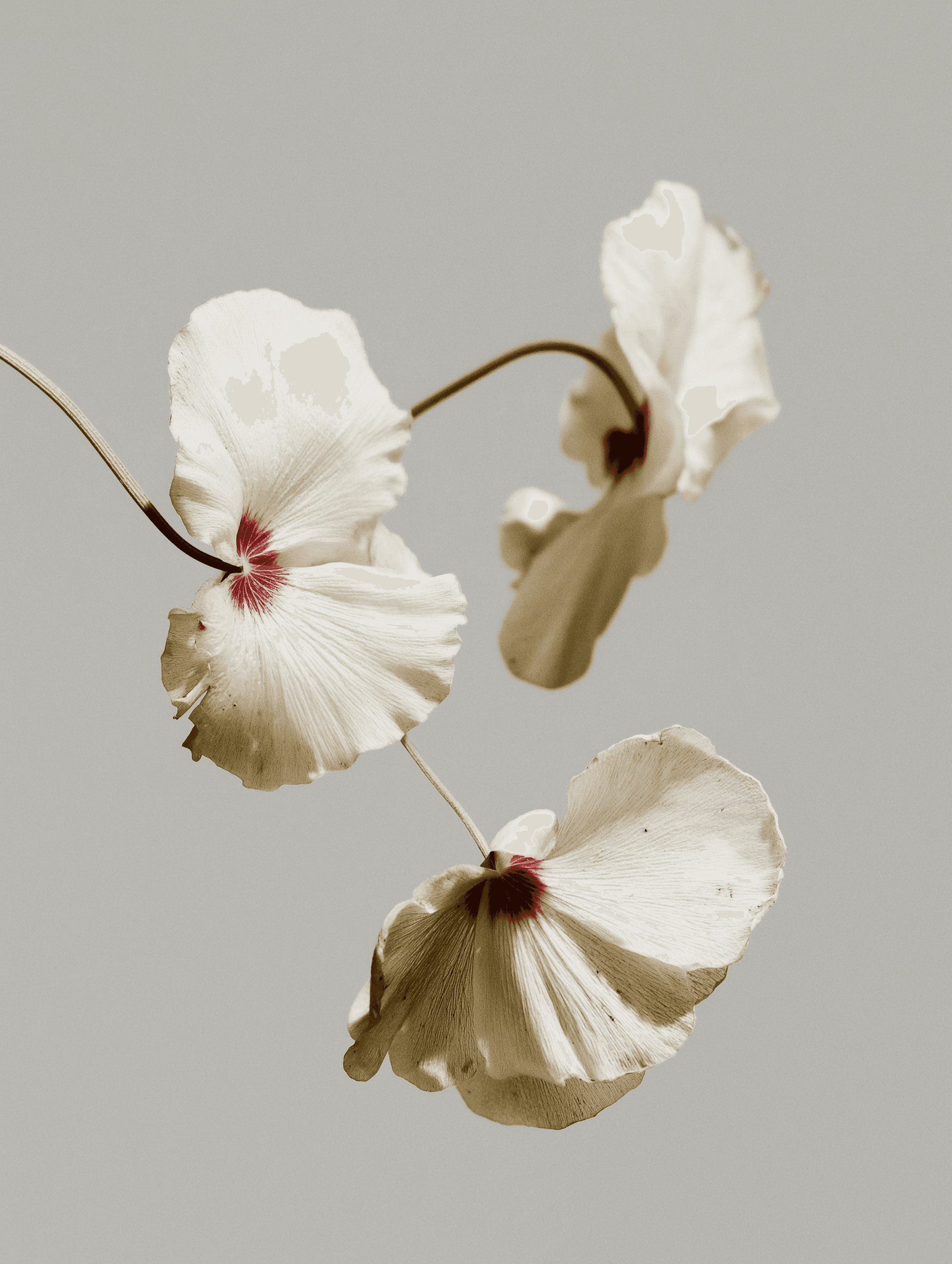 minimal4